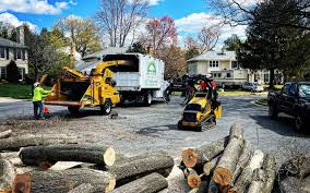 Best Root Management and Removal  in St Vincent College, PA